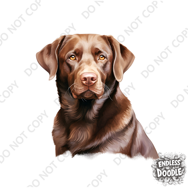 Labrador Dog DTF Transfer Gift Iron On Transfer Do it Yourself Heat Press Hot Cold Peel for Clothing T Shirt Any Material Long Lasting (LABCHOC010)